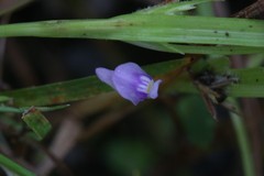 Utricularia caerulea