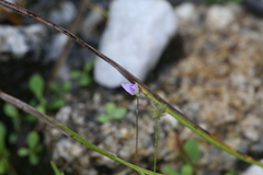 Utricularia caerulea