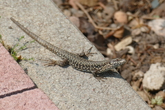 Podarcis muralis