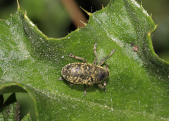 Larinus turbinatus