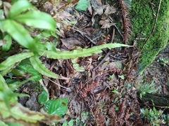 Pteris cretica