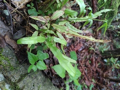 Pteris cretica
