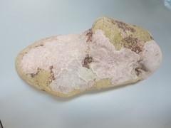 Lithophyllum incrustans