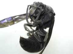 Indodynerus capitatus