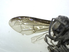 Indodynerus capitatus