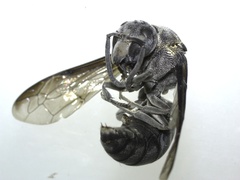 Indodynerus capitatus