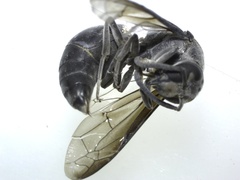 Indodynerus capitatus