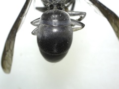 Indodynerus capitatus