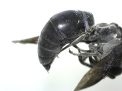 Indodynerus capitatus