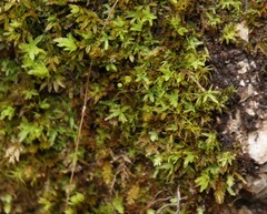 Encalypta streptocarpa