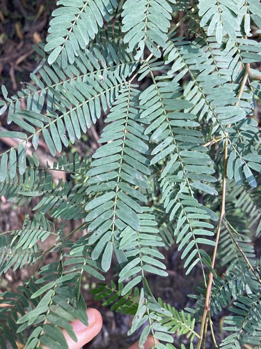 Image of Acacia schinoides by (c) Thomas Mesaglio, some rights reserved (CC BY)