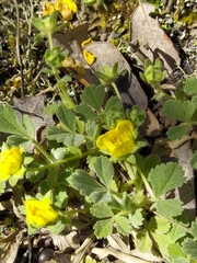 Potentilla cinerea