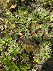Potentilla cinerea