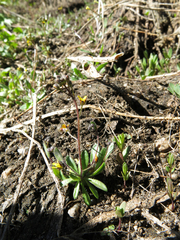 Draba albertina