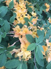 Rhododendron calendulaceum