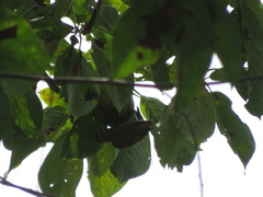 Dryobates passerinus