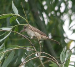 Acrocephalus orientalis