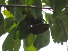 Dryobates passerinus