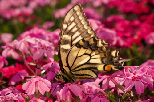 Old World Swallowtail