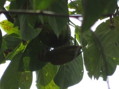 Dryobates passerinus