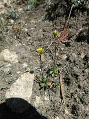 Draba albertina