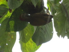 Dryobates passerinus