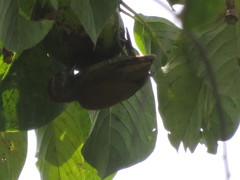 Dryobates passerinus