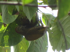 Dryobates passerinus