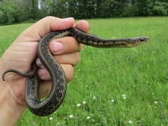 Thamnophis sirtalis semifasciatus