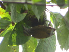 Dryobates passerinus