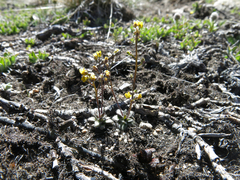 Draba albertina