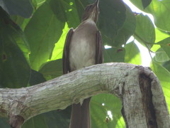 Turdus ignobilis debilis