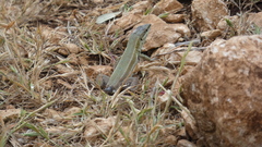 Podarcis waglerianus