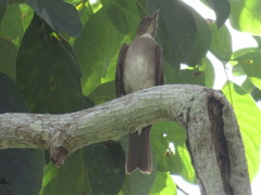 Turdus ignobilis debilis