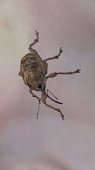 Curculio venosus