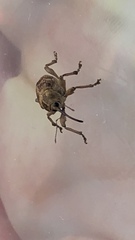 Curculio venosus