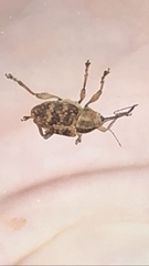 Curculio venosus