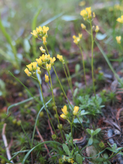 Draba albertina