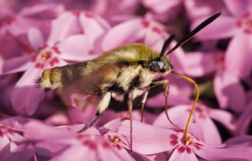 honeysuckle bee hawkmoth