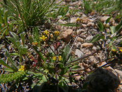 Draba albertina