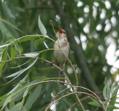 Acrocephalus orientalis