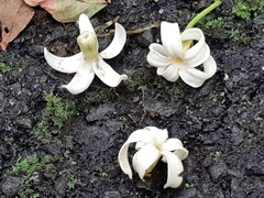 Jasminanthes mucronata