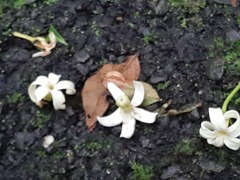 Jasminanthes mucronata