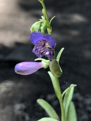 Penstemon neomexicanus