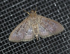 Prorodes mimica
