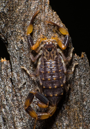 Lesser Brown Scorpion