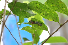 Cyclosia papilionaris