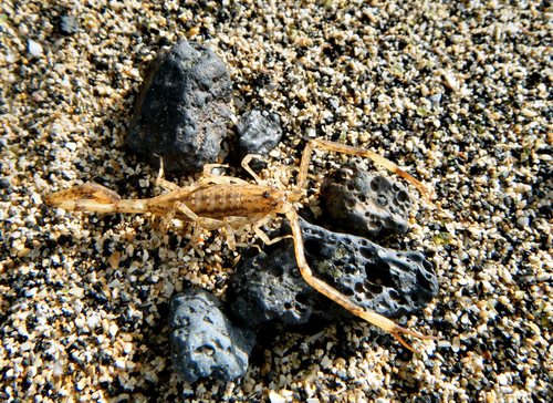 Lesser Brown Scorpion