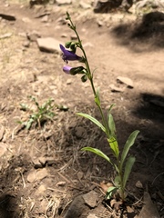 Penstemon neomexicanus