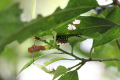 Cyclosia papilionaris